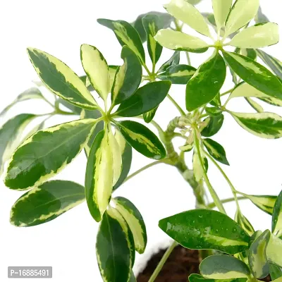 Phulwa Schefflera Indoor Air Purifier Plant with White Plastic Pot for Home and Office Decoration-thumb3