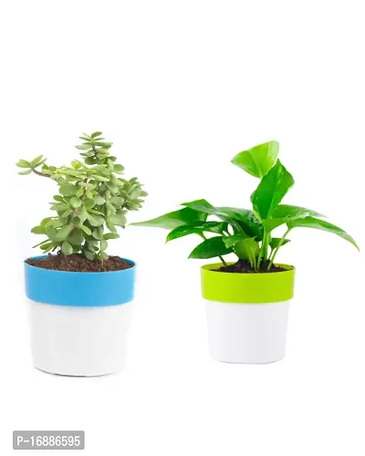 Phulwa Combo of 2 Plants, Jade Plant with Blue and White 2 Shade Pot and Money Plant with Green and White 2 Shade Pot, Plants for Home  Office d?cor | Easy Care | Lucky Plant | Indoor  Outdoor