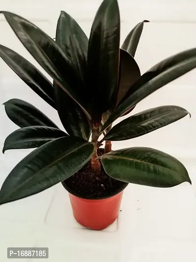 Phulwa Ficus Rubber Plant Three in one with Plastic Pot | Indoor Plants | Variegated | Air Purifying Plants | Bonsai Tree | Home  Office D?cor (Pack of 1)-thumb0