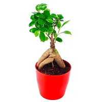 Phulwa Ficus Bonsai Live Plant with red Round Plastic Pot, Indoor Plant, House Plant, Offfice Plant, Bonsai Plant-thumb1