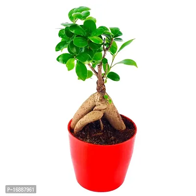 Phulwa Ficus Bonsai Live Plant with red Round Plastic Pot, Indoor Plant, House Plant, Offfice Plant, Bonsai Plant-thumb2