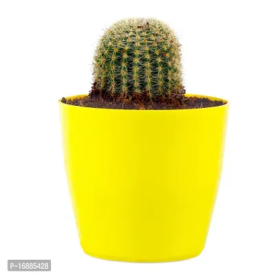 Phulwa Ball Barrle Cactus Live Plant with Yellow Round Pot for Home Decoration, Indoor Plant, House Plant, Office Plant, Cactus Plant, Succulent Plant