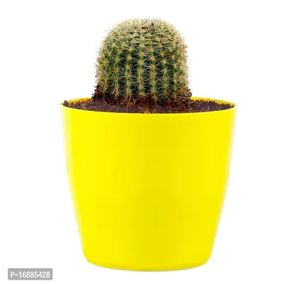 Phulwa Ball Barrle Cactus Live Plant with Yellow Round Pot for Home Decoration, Indoor Plant, House Plant, Office Plant, Cactus Plant, Succulent Plant-thumb0