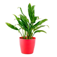 Phulwa Green Live Aglaonema Plant with Red Round Pot Plant for Indoor  Outdoor, Home  Office Decoration,Garden, Pack of 1-thumb3