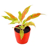 Phulwa Aglaonema Pink Snow Live Plant with red Round Plastic Pot for Home decore, Indoor Plant, Office Plant with red Pot.-thumb1