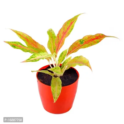 Phulwa Aglaonema Pink Snow Live Plant with red Round Plastic Pot for Home decore, Indoor Plant, Office Plant with red Pot.-thumb2