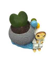 Phulwa Hoya Heart Plant with Astronaut Resin Pot, Perfect Indoor Plant for Home d?cor and Office decore-thumb1