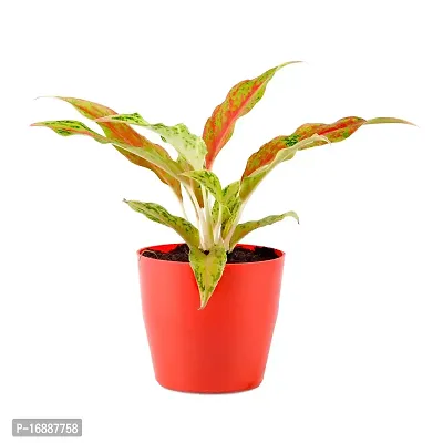 Phulwa Aglaonema Pink Snow Live Plant with red Round Plastic Pot for Home decore, Indoor Plant, Office Plant with red Pot.