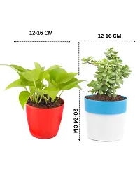 Phulwa Combo of 2 Plants, Jade Plant with Blue and White 2 Shade Pot and Money Plant with Red Round Plastic Pot, Home  Office d?cor | Easy Care | Lucky Plant | Indoor  Outdoor Decoration,Pack of 2-thumb2