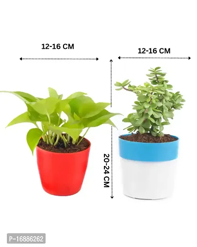 Phulwa Combo of 2 Plants, Jade Plant with Blue and White 2 Shade Pot and Money Plant with Red Round Plastic Pot, Home  Office d?cor | Easy Care | Lucky Plant | Indoor  Outdoor Decoration,Pack of 2-thumb3