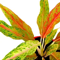 Phulwa Aglaonema Pink Snow Live Plant with Red Round Plastic Pot for Indoor  Outdoor, Air Purifying, Plant for Home  Office Decoration, Pack of 1-thumb2