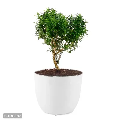 Phulwa Table kamini Plant with White Round Plastic Pot, for Home and Office Decoration-thumb0