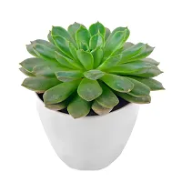 Phulwa Vishnu Kamal Live Plant with White Round Plastic Pot Low Maintainance Succulant Indoor  Outdoor, Plant for Home  Office Table Decoration, Pack of 1-thumb1