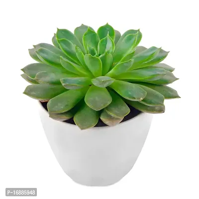 Phulwa Vishnu Kamal Live Plant with White Round Plastic Pot Low Maintainance Succulant Indoor  Outdoor, Plant for Home  Office Table Decoration, Pack of 1-thumb2