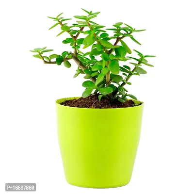 Phulwa Jade Bonsai Live Plant with Yellow Round Plant, Indoor Plant, Bonsai Plant, House Plant, Home decore, Office Plant-thumb0
