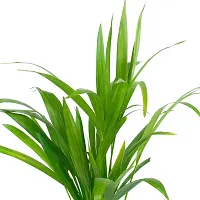 Phulwa Chamaedorea Palm Best Live Indoor Air Purifying Plant with Plastic Pot, Plant for Indoor  Outdoor, Home  Office D?cor, Gifting, Pack of-1-thumb2