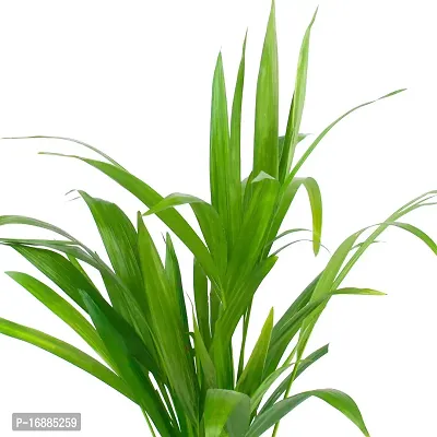 Phulwa Chamaedorea Palm Best Live Indoor Air Purifying Plant with Plastic Pot, Plant for Indoor  Outdoor, Home  Office D?cor, Gifting, Pack of-1-thumb3