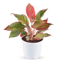 Phulwa Aglaonema Lipstick Live Plant with White Plastic Pot Low Maintainance Foliage Plant Air Purifying Plant Indoor  Outdoor, Plant for Home  Office Decoration, Pack of 1-thumb1