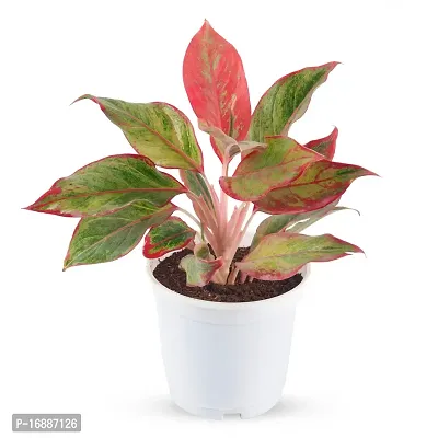 Phulwa Aglaonema Lipstick Live Plant with White Plastic Pot Low Maintainance Foliage Plant Air Purifying Plant Indoor  Outdoor, Plant for Home  Office Decoration, Pack of 1-thumb2