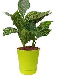 Phulwa Aglaonema Red Valentine Natural Live Plant in Pot-thumb2