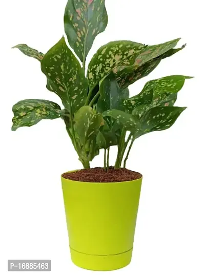 Phulwa Aglaonema Red Valentine Natural Live Plant in Pot-thumb3