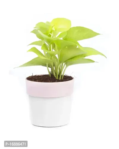 Phulwa Combo of 2 Plants, Jade Plant with Blue and White 2 Shade Pot and Golden Money Plant with Pink and White Plastic Pot, Plants for Home  Office d?coration| Outdoor  Indoor Pack of 2-thumb2