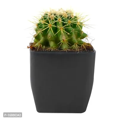 Phulwa Ball Barrle Cactus Live Plant with Black Square Plastic Pot for Home Decoration, Indoor Plant, House Plant, Office Plant, Cactus Plant, Succulent Plant