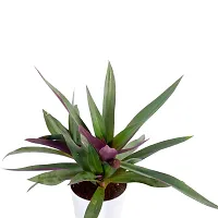 Phulwa Garden Live Plant Rhoeo Neon Plants for Indoor and Gifting Item with Pot-thumb2