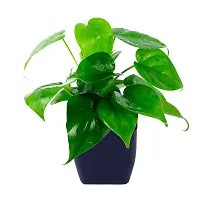 Phulwa Combo of 2 Plants, Jade Plant with Blue and White 2 Shade Pot and Green Money Plant with Black Square Plastic Pot, Plants for Home  Office d?coration| Outdoor  Indoor Pack of 2-thumb2