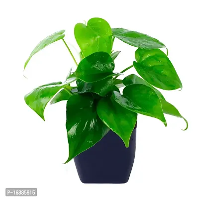 Phulwa Combo of 2 Plants, Jade Plant with Blue and White 2 Shade Pot and Green Money Plant with Black Square Plastic Pot, Plants for Home  Office d?coration| Outdoor  Indoor Pack of 2-thumb3