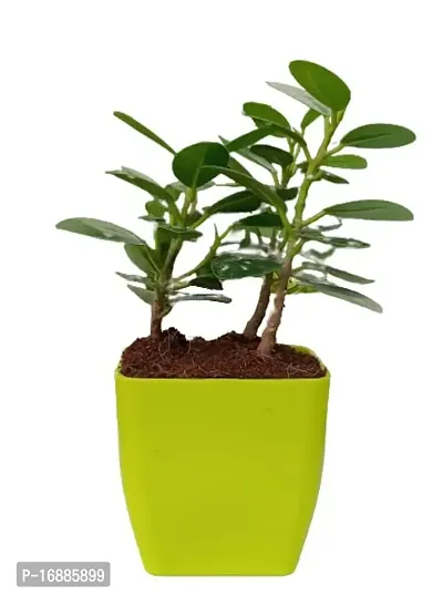 Phulwa | Ficus Compacta | Plastic Pot | Indoor  Outdoor Plants | Gift for Birthday | Home Decorative-thumb0