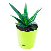 Phulwa aloevera Live Plant with Yellow self Watering Plastic Pot, Indoor Plant, Office decore, Home decore, Succulent Plant-thumb1