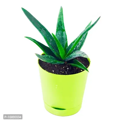 Phulwa aloevera Live Plant with Yellow self Watering Plastic Pot, Indoor Plant, Office decore, Home decore, Succulent Plant-thumb2