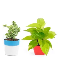 PHULWA Combo of 2 Plants, Jade Plant with Blue and White 2 shade Pot and Golden money plant with red square plastic pot, Plants for Home  Office d?cor| Airpurifying |indoor  outdoor |Plant for Gifting-thumb4