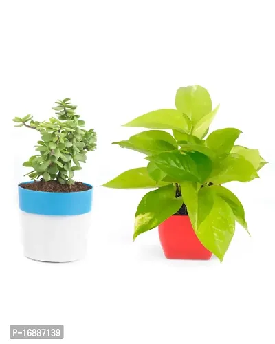 PHULWA Combo of 2 Plants, Jade Plant with Blue and White 2 shade Pot and Golden money plant with red square plastic pot, Plants for Home  Office d?cor| Airpurifying |indoor  outdoor |Plant for Gifting-thumb5