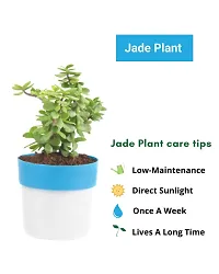 PHULWA combo of 2 Plants, Jade Plant with Blue and White 2 shade Pot and Money Plant with Red and White 2 shade pot,plants for Home  Office d?cor| Easy Care |Lucky plant | indoor  outdoor decoration-thumb2