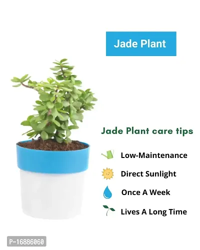 PHULWA combo of 2 Plants, Jade Plant with Blue and White 2 shade Pot and Money Plant with Red and White 2 shade pot,plants for Home  Office d?cor| Easy Care |Lucky plant | indoor  outdoor decoration-thumb3