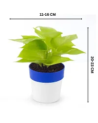 Phulwa Golden Money Plant in Blue and White Round Pot | Easy Care Indoor House Plant | Home  Office D?cor | Airpurifying | Good Luck-thumb1