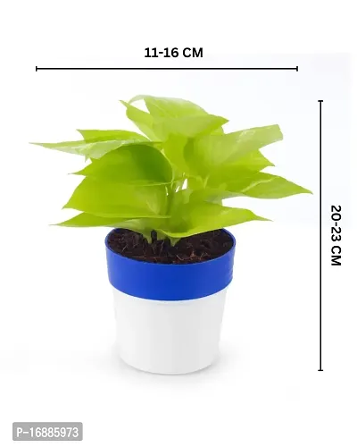 Phulwa Golden Money Plant in Blue and White Round Pot | Easy Care Indoor House Plant | Home  Office D?cor | Airpurifying | Good Luck-thumb2