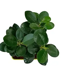 Phulwa | Ficus Compacta | Plastic Pot | Indoor  Outdoor Plants | Gift for Birthday | Home Decorative-thumb2