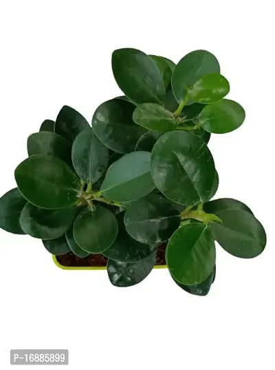 Phulwa | Ficus Compacta | Plastic Pot | Indoor  Outdoor Plants | Gift for Birthday | Home Decorative-thumb3