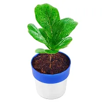 Phulwa Fiddle Leaf fig Plant with Blue and White Plastic Pot, Indoor Plant, House Plant, Offfice Plant,-thumb2