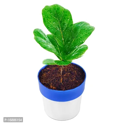 Phulwa Fiddle Leaf fig Plant with Blue and White Plastic Pot, Indoor Plant, House Plant, Offfice Plant,-thumb3