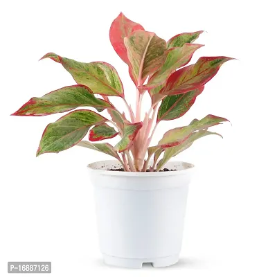 Phulwa Aglaonema Lipstick Live Plant with White Plastic Pot Low Maintainance Foliage Plant Air Purifying Plant Indoor  Outdoor, Plant for Home  Office Decoration, Pack of 1