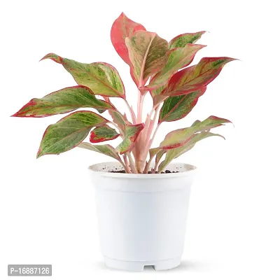 Phulwa Aglaonema Lipstick Live Plant with White Plastic Pot Low Maintainance Foliage Plant Air Purifying Plant Indoor  Outdoor, Plant for Home  Office Decoration, Pack of 1-thumb0