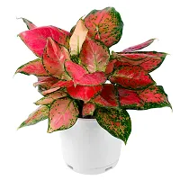 Phulwa Aglaonema Valentine Live Plant with White Nursery Pot for Home decore, Indoor Plant, Office Plant-thumb1