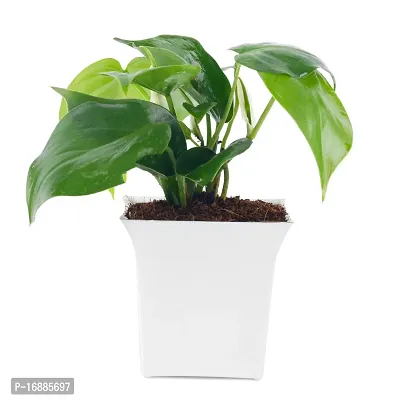 Phulwa Green Money Plant with White Square Plastic Pot for Home  Office D?cor | Easy Care | Airpurifying | Good Luck | Plant for Gifting | Indoor  Outdoor Decoration | Pack of 1-thumb0