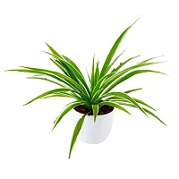 Phulwa Cholorophytum Spider Live platn with White Round Plastic Pot, Indoor Plant, House Plant, Offfice Plant,-thumb1