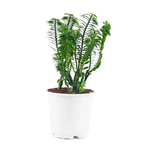 New Arrival Plant & Planters 