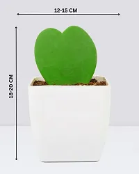 Phulwa Hoya Heart Cute Succulent Plant with White Pot| Perfect Valentine Gift for Your Loved Ones | Indoor Plant | Office Plant |-thumb3